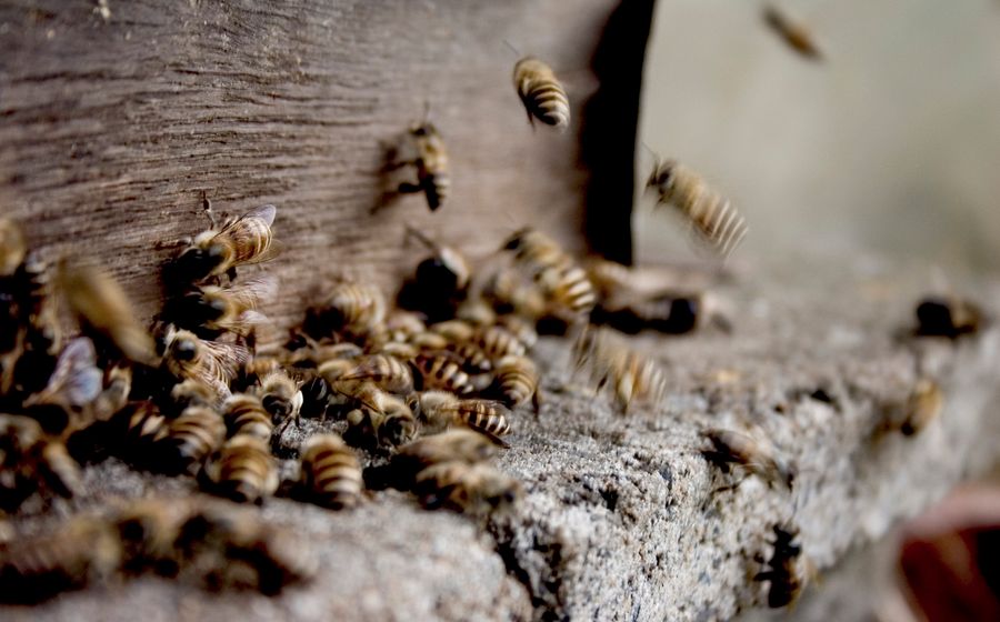Abeille butinant une fleur de colza dans un champ français