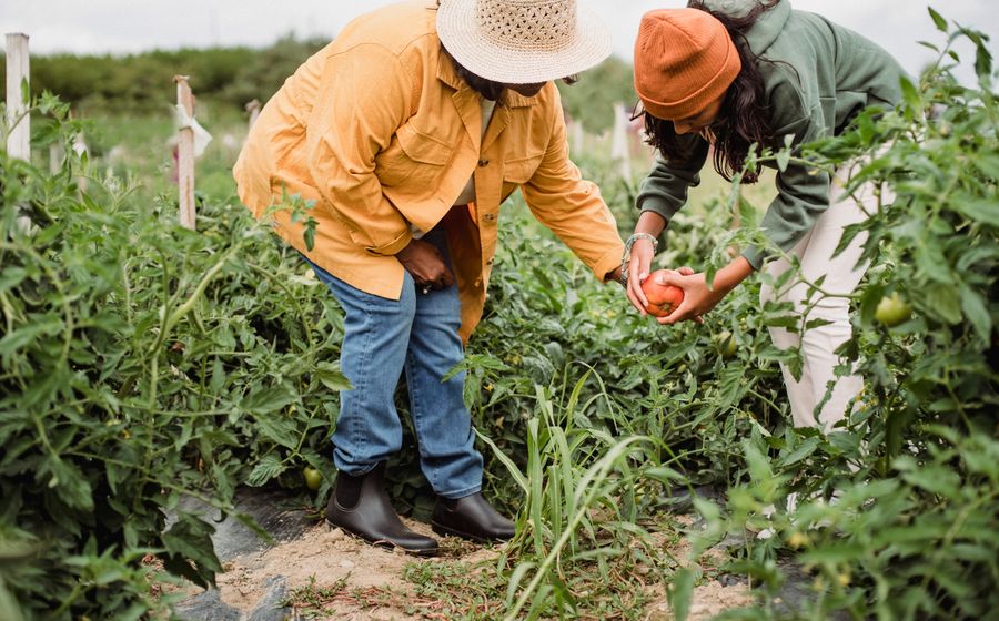 Champ cultivé en agriculture biologique avec label AB