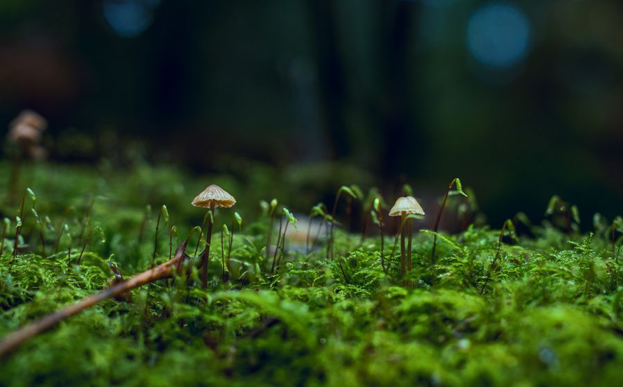 Une haie bocagère dense bordant un champ cultivé dans un paysage vallonné de campagne française, avec des arbres et arbustes variés sous un ciel dégagé