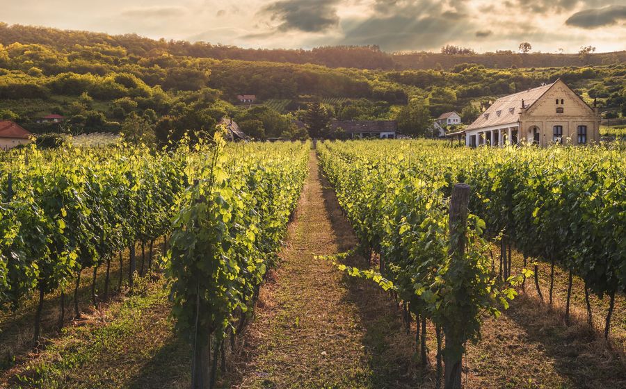 Vendangeurs récoltant des raisins dans un vignoble français sous un ciel nuageux